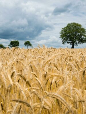 Brown Field Photo