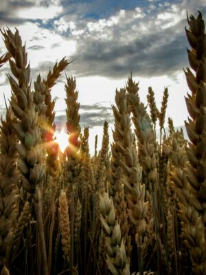Brown Wheat Field Under Blue Cloudy Sky