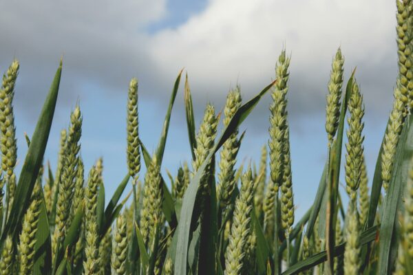Green Grasses in Shallow Photo